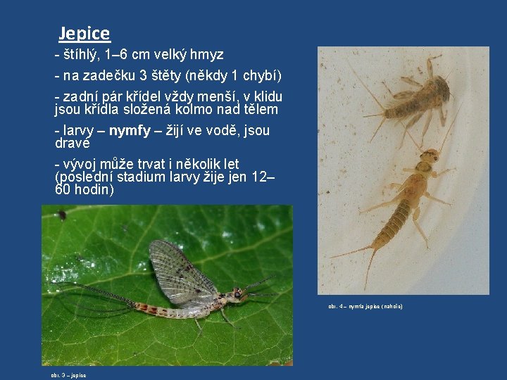  Jepice - štíhlý, 1– 6 cm velký hmyz - na zadečku 3 štěty