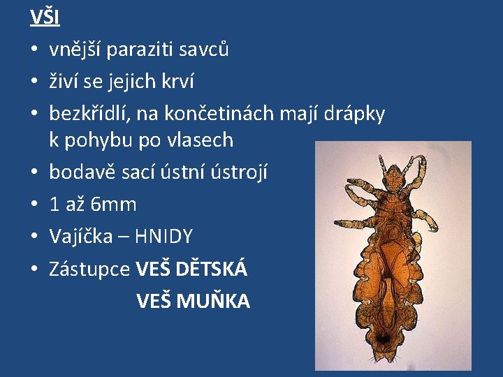 VŠI • vnější paraziti savců • živí se jejich krví • bezkřídlí, na končetinách