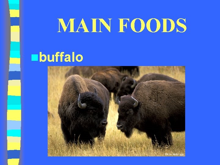 MAIN FOODS nbuffalo 