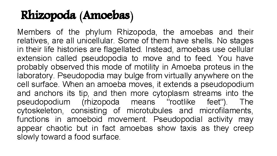 Rhizopoda (Amoebas) Members of the phylum Rhizopoda, the amoebas and their relatives, are all Rhizopoda (Amoebas) Members of the phylum Rhizopoda, the amoebas and their relatives, are all