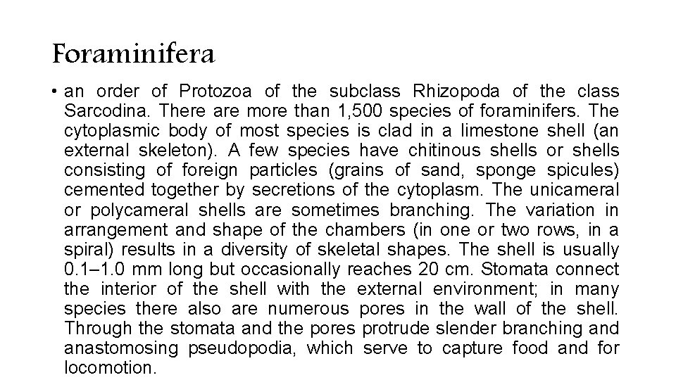 Foraminifera • an order of Protozoa of the subclass Rhizopoda of the class Sarcodina. Foraminifera • an order of Protozoa of the subclass Rhizopoda of the class Sarcodina.