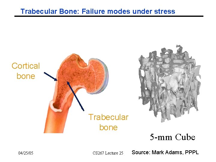 Trabecular Bone: Failure modes under stress Cortical bone Trabecular bone 04/25/05 CS 267 Lecture