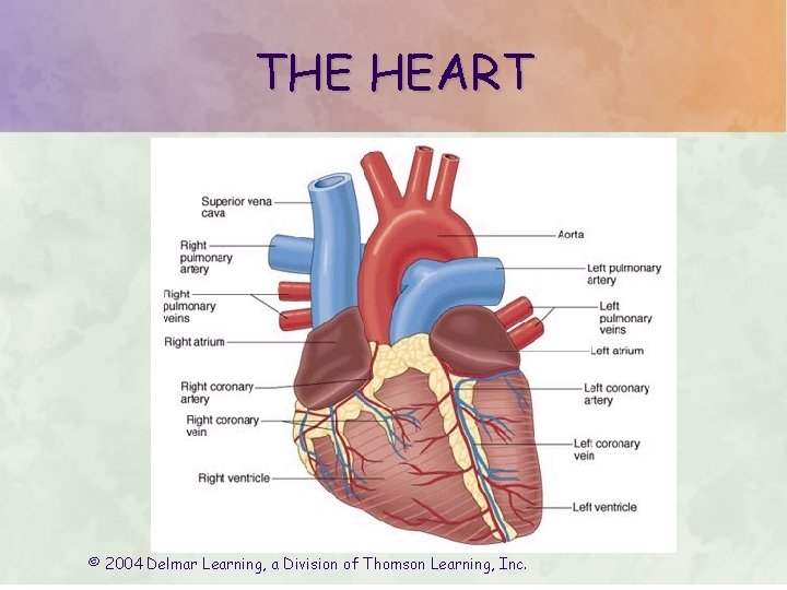 THE HEART © 2004 Delmar Learning, a Division of Thomson Learning, Inc. 