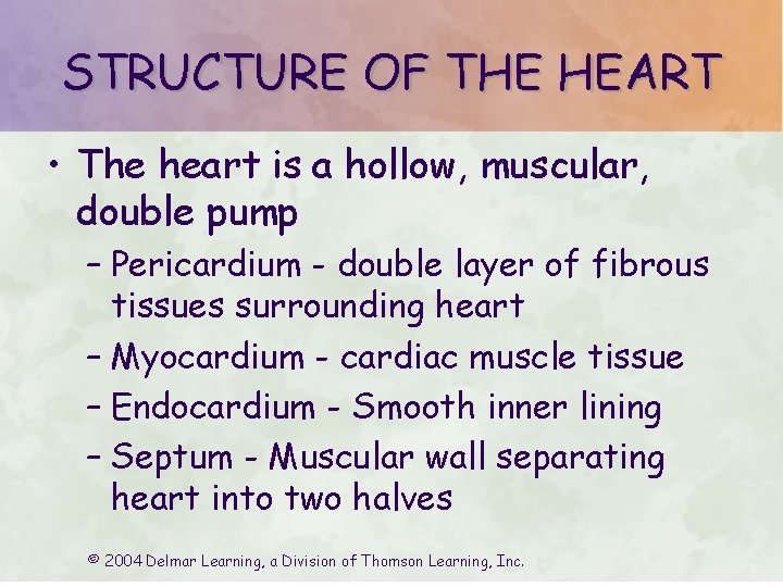 STRUCTURE OF THE HEART • The heart is a hollow, muscular, double pump –
