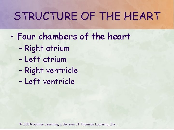 STRUCTURE OF THE HEART • Four chambers of the heart – Right atrium –