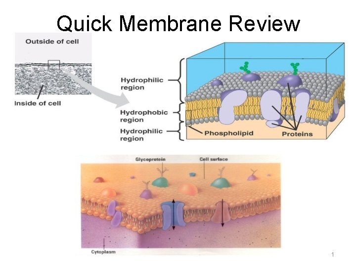 Quick Membrane Review 1 