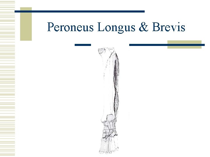 Peroneus Longus & Brevis 