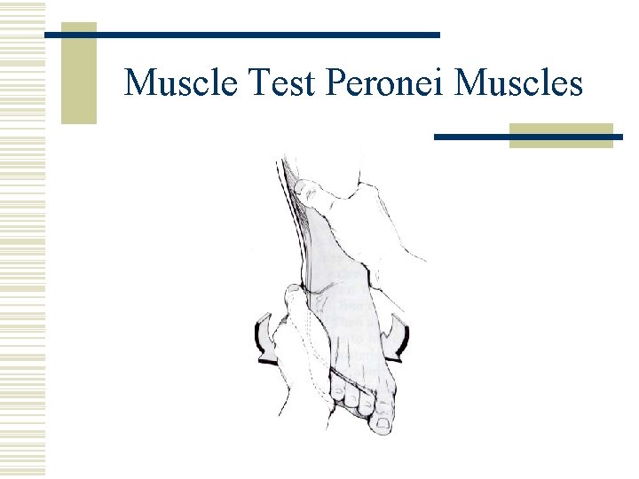 Muscle Test Peronei Muscles 