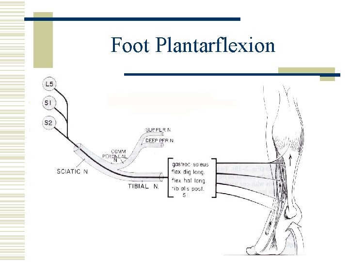 Foot Plantarflexion 