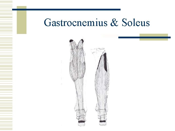 Gastrocnemius & Soleus 