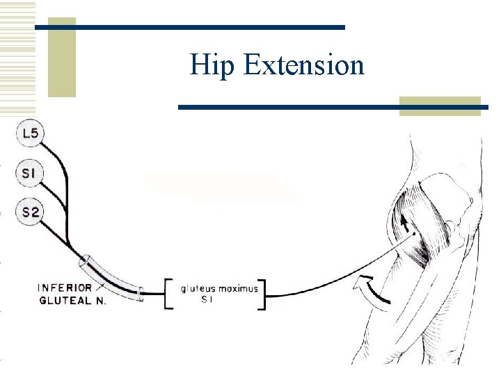 Hip Extension 