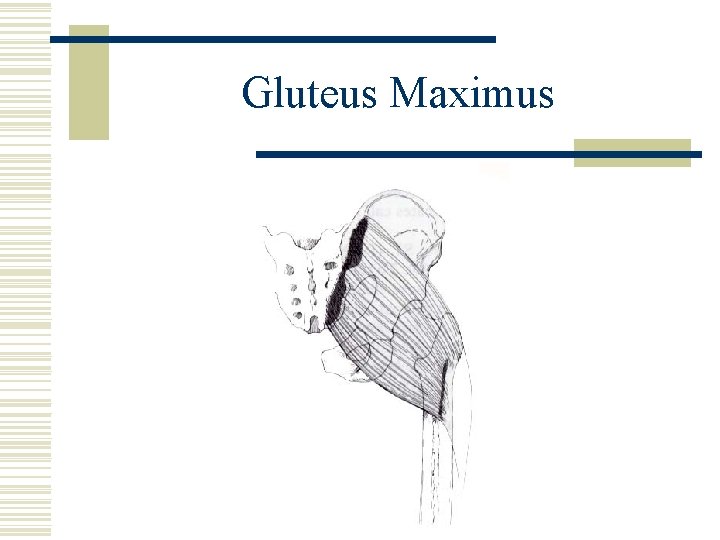 Gluteus Maximus 