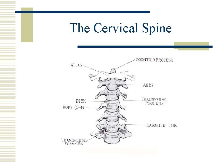 The Cervical Spine 