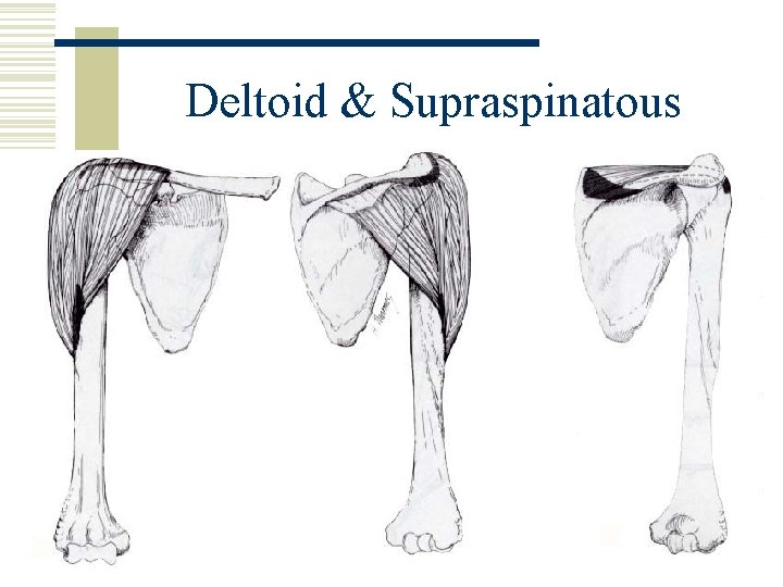 Deltoid & Supraspinatous 