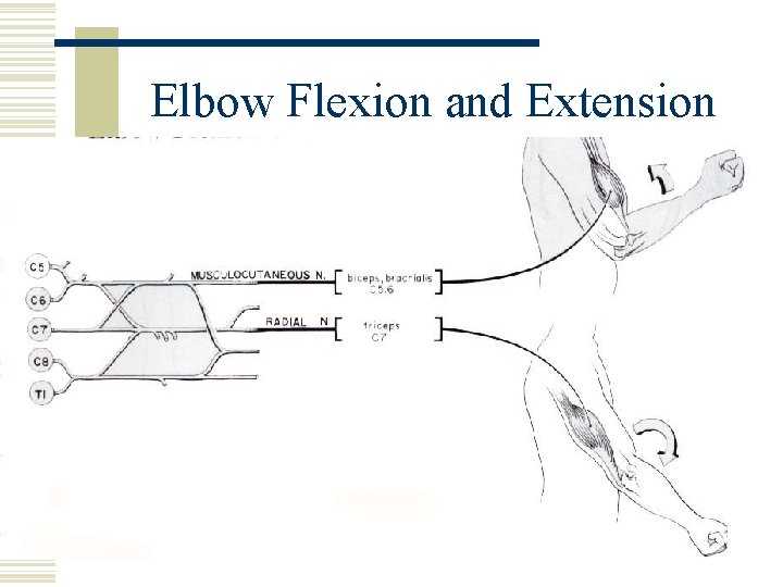 Elbow Flexion and Extension 