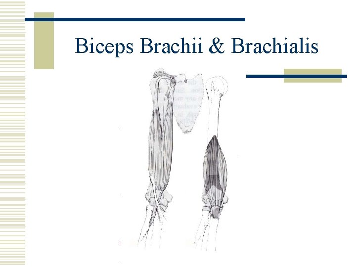 Biceps Brachii & Brachialis 