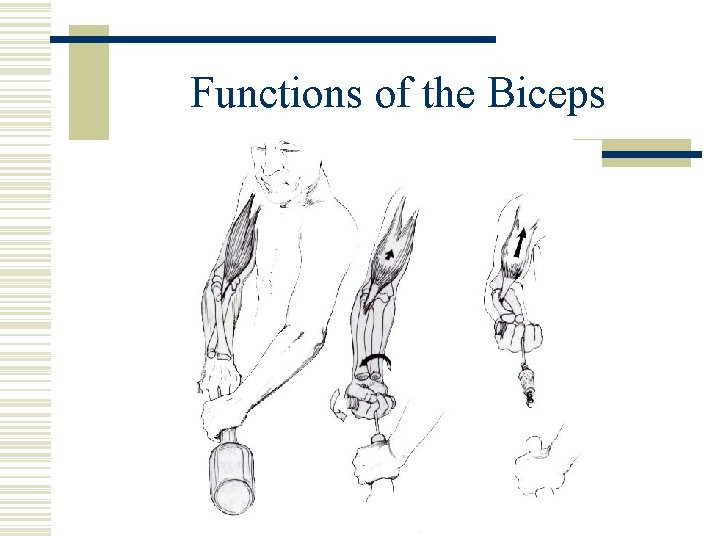 Functions of the Biceps 