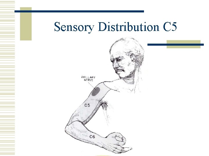 Sensory Distribution C 5 