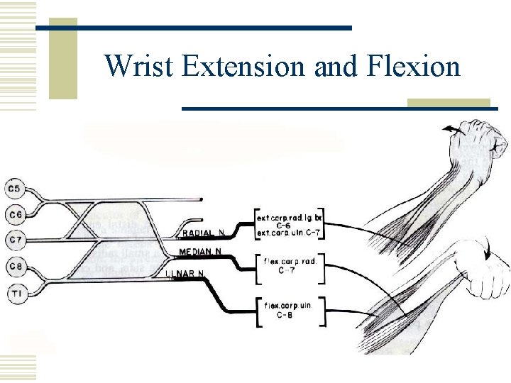 Wrist Extension and Flexion 