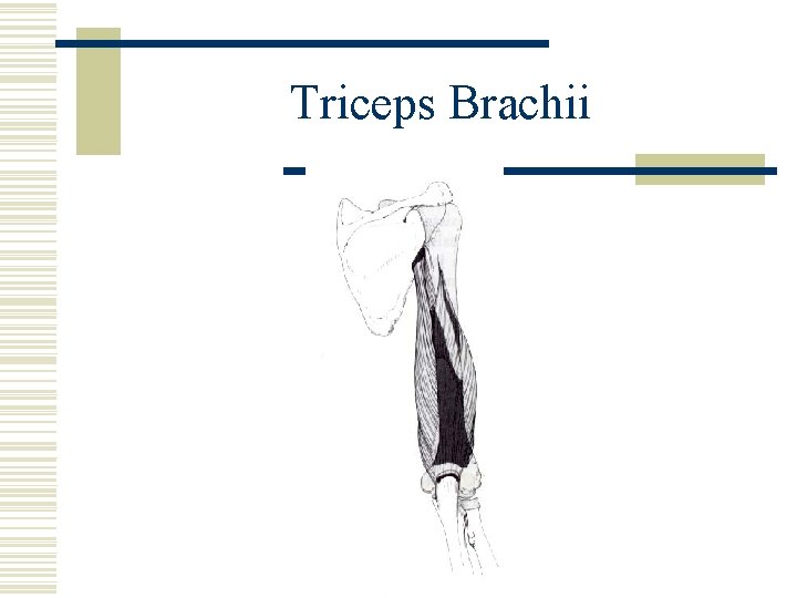 Triceps Brachii 