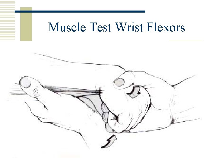 Muscle Test Wrist Flexors 