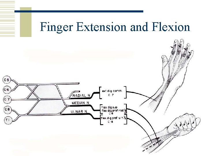 Finger Extension and Flexion 