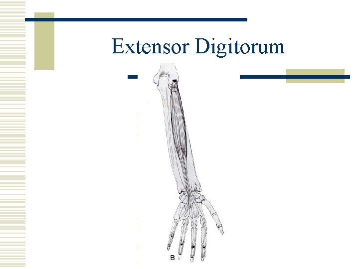 Extensor Digitorum 