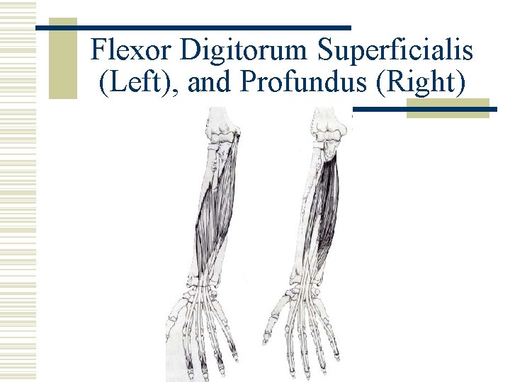 Flexor Digitorum Superficialis (Left), and Profundus (Right) 