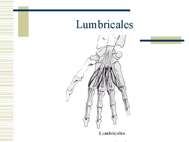 Lumbricales 