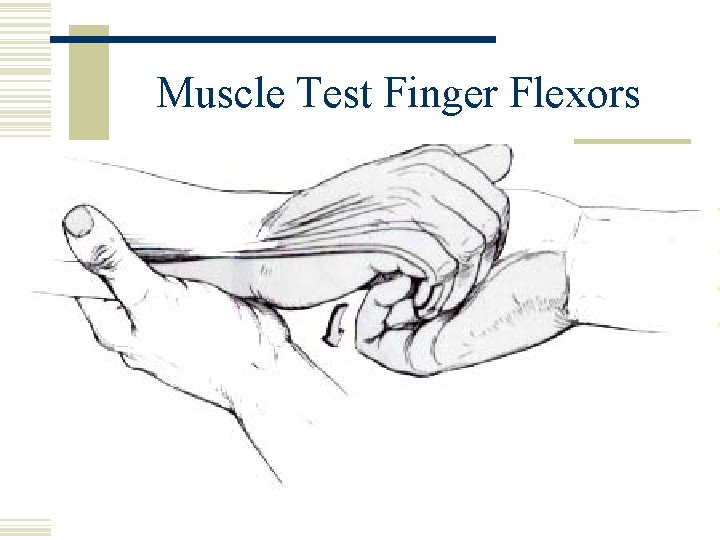 Muscle Test Finger Flexors 