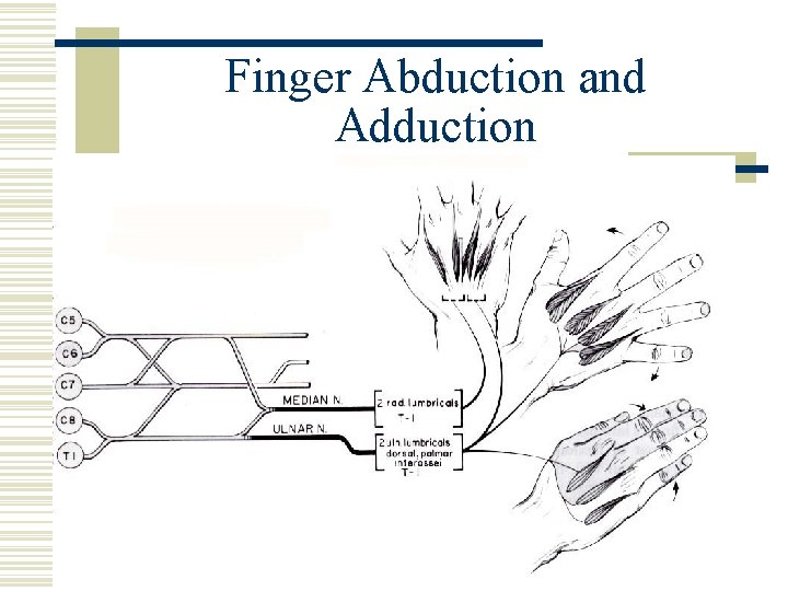 Finger Abduction and Adduction 