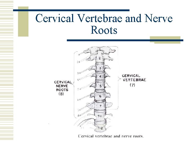 Cervical Vertebrae and Nerve Roots 