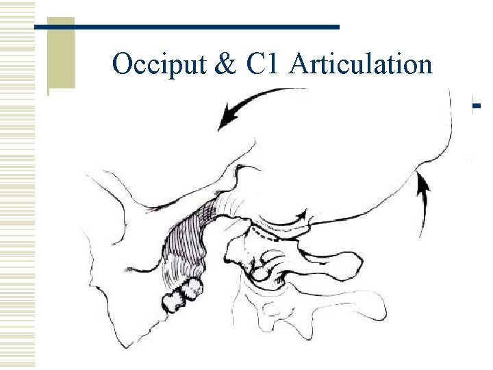 Occiput & C 1 Articulation 