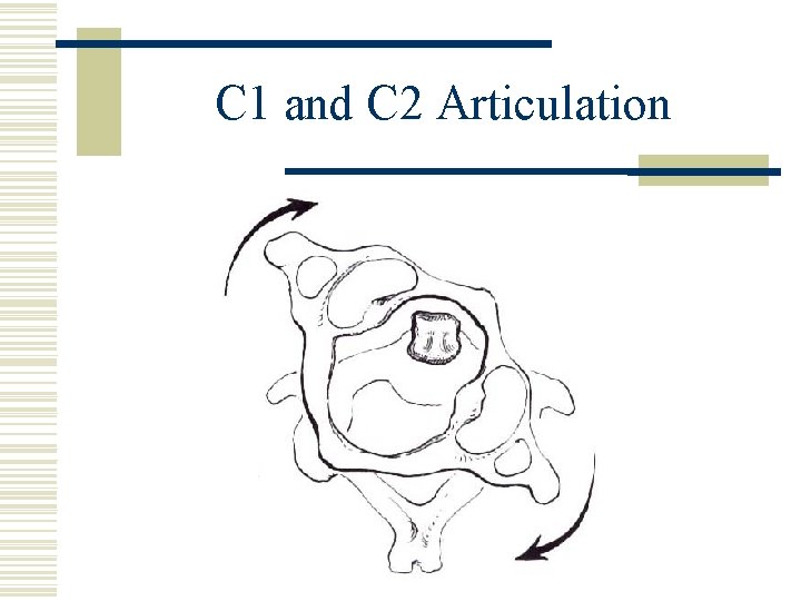 C 1 and C 2 Articulation 