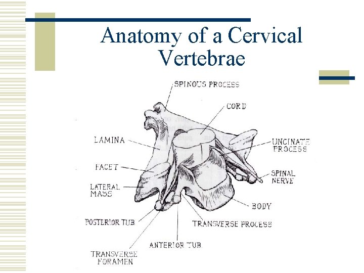 Anatomy of a Cervical Vertebrae 