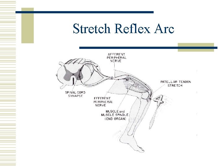 Stretch Reflex Arc 