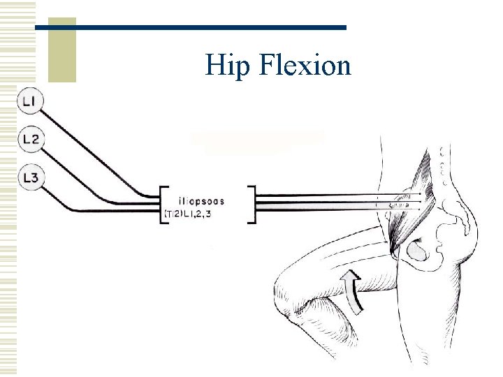 Hip Flexion 