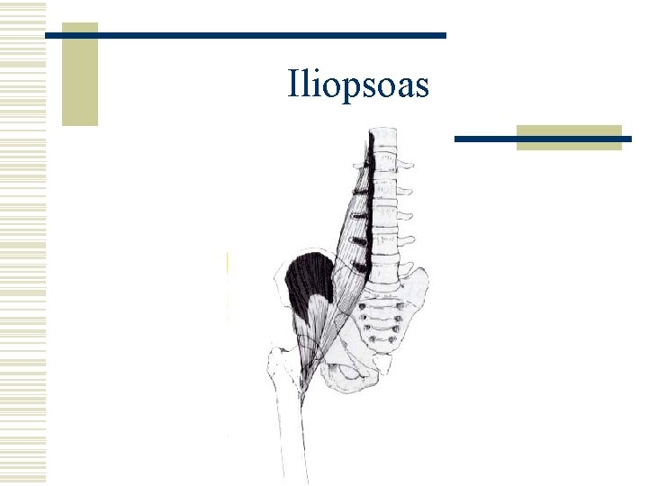 Iliopsoas 