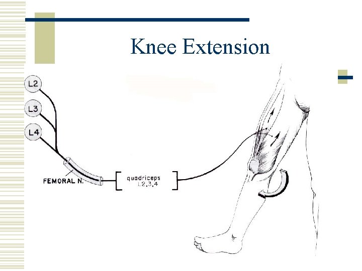 Knee Extension 