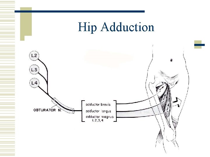 Hip Adduction 