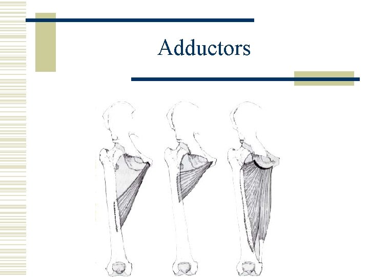 Adductors 