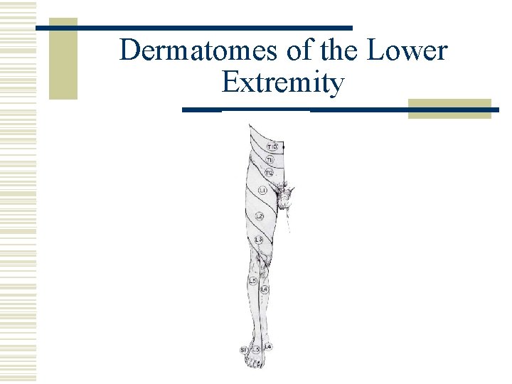 Dermatomes of the Lower Extremity 