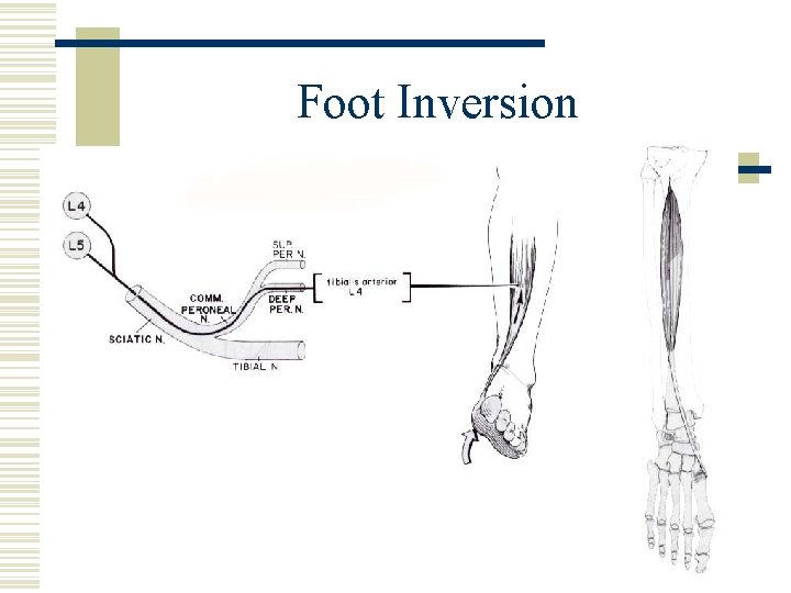 Foot Inversion 