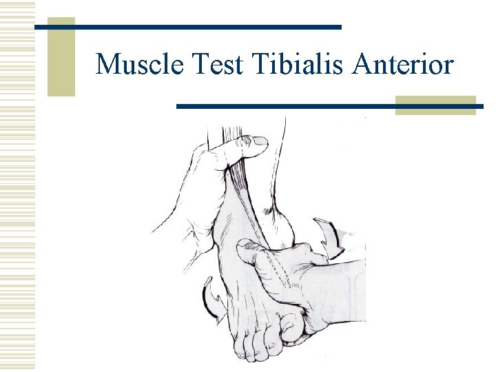 Muscle Test Tibialis Anterior 