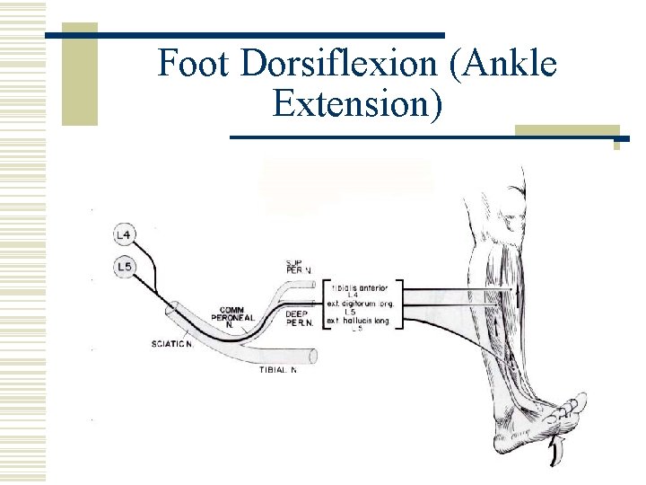 Foot Dorsiflexion (Ankle Extension) 