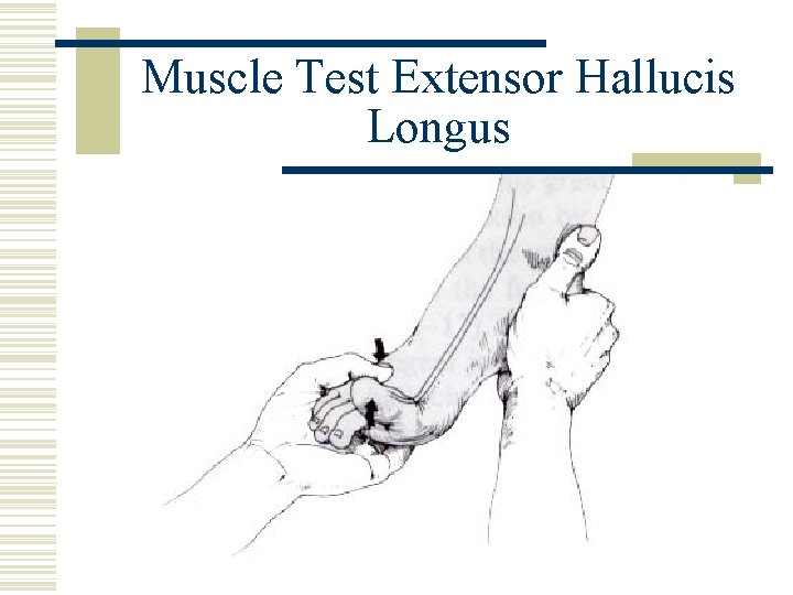 Muscle Test Extensor Hallucis Longus 