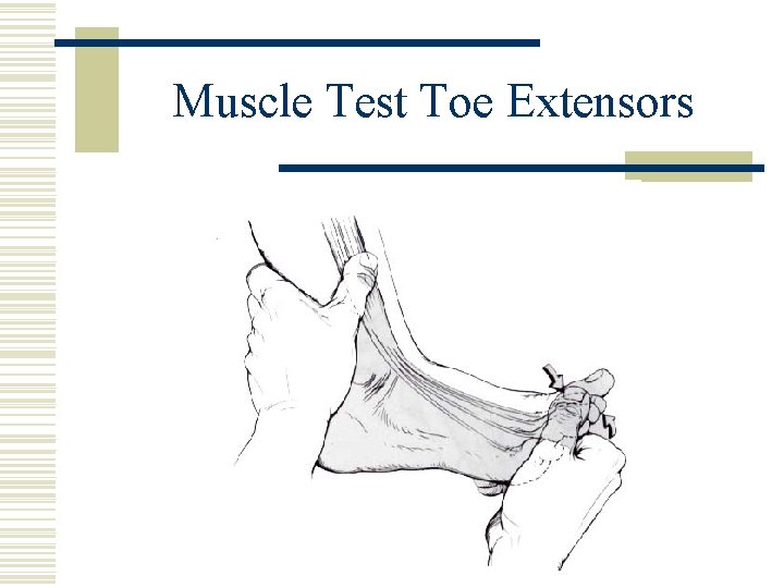 Muscle Test Toe Extensors 