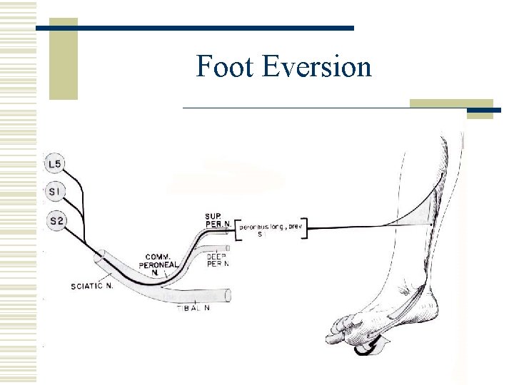 Foot Eversion 