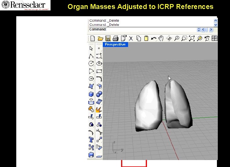 Organ Masses Adjusted to ICRP References Organ Masses Adjusted to ICRP References
