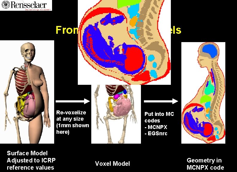 From Surfaces to Voxels Re-voxelize at any size (1 mm shown here) Surface Model From Surfaces to Voxels Re-voxelize at any size (1 mm shown here) Surface Model